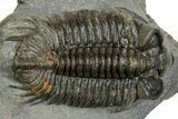 Excellent Coltraneia Trilobite Fossil - Huge Faceted Eyes #328575-2